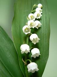Muguet